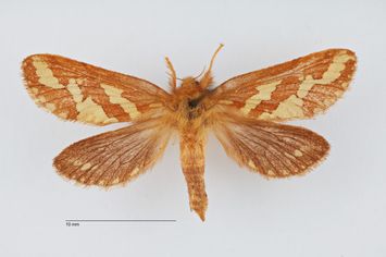 Vorschaubild Phymatopus hecta ab. ornata Bytinski-Salz, 1939